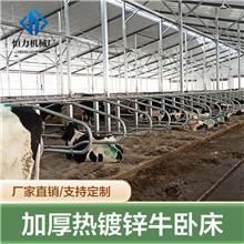 牛臥床的科學設計與牧場工程優化策略