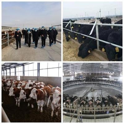 跨域取經拓思路 借智賦能促發展——我市畜牧局組織考察團赴張掖考察學習草食畜牧業先進經驗