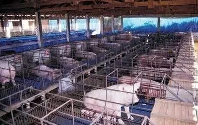 養豬場致富 一種可持續的農業發展模式